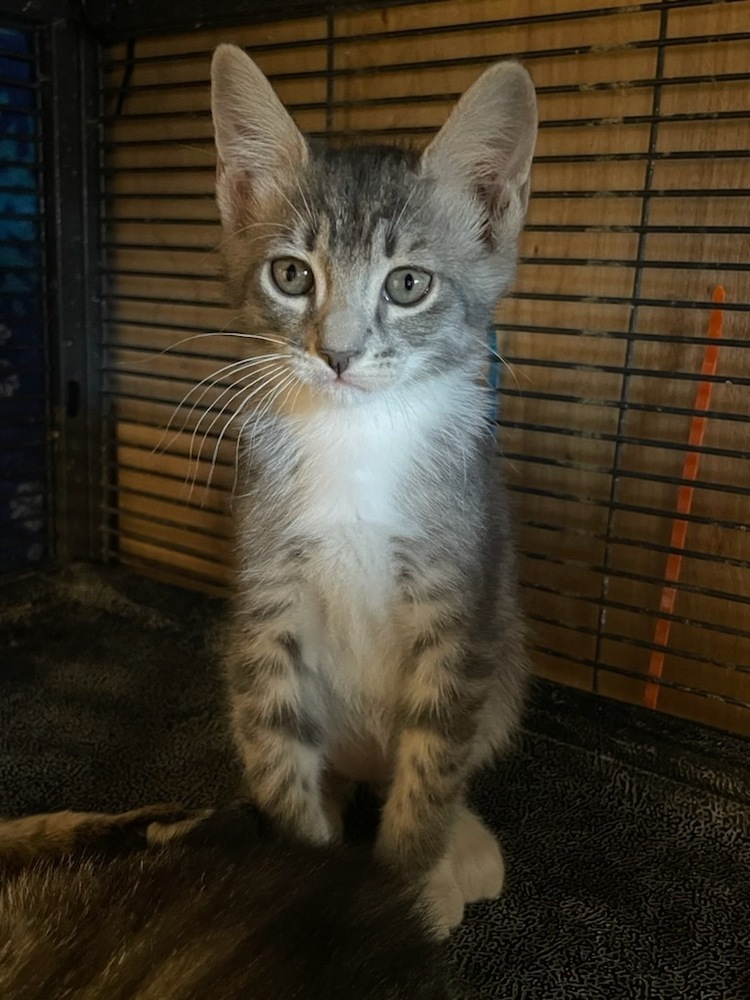 Derby, an adoptable Domestic Short Hair in Thatcher, AZ, 85552 | Photo Image 1