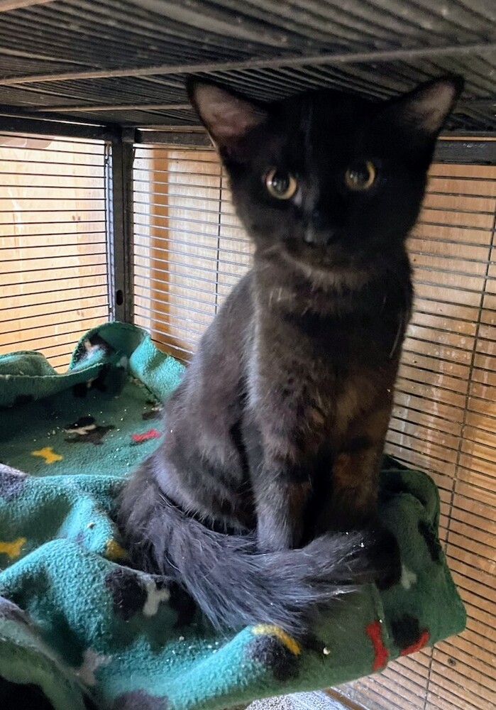 Blackie Chan, an adoptable Domestic Long Hair in Thatcher, AZ, 85552 | Photo Image 1