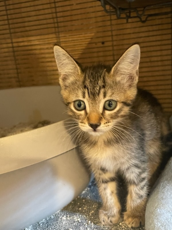 Dipsy, an adoptable Domestic Short Hair in Thatcher, AZ, 85552 | Photo Image 1