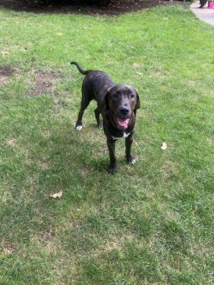 Dozer is a very sweet and confident boy with a bit of a cuddly side Dozer prefers lounging on the