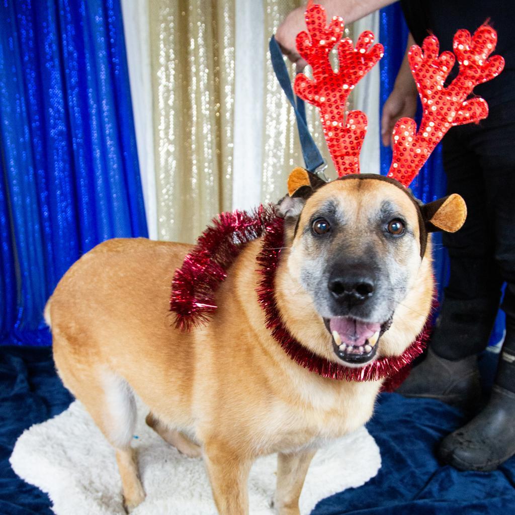 Sophie, an adoptable Mixed Breed in Fort Bragg, CA, 95437 | Photo Image 1