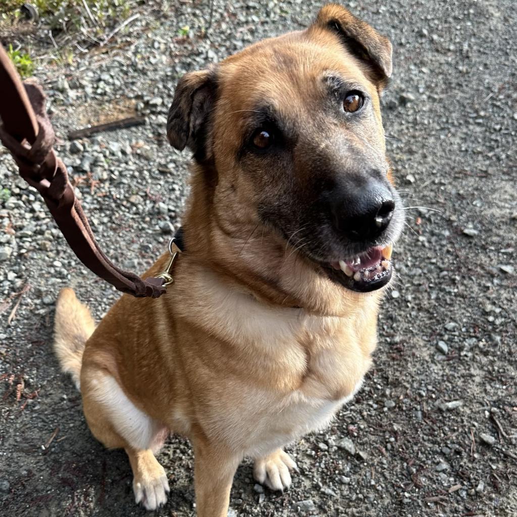 Sophie, an adoptable Mixed Breed in Fort Bragg, CA, 95437 | Photo Image 1