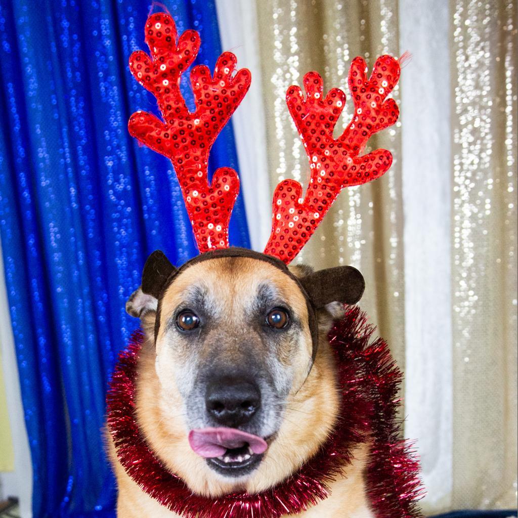 Sophie, an adoptable Mixed Breed in Fort Bragg, CA, 95437 | Photo Image 2