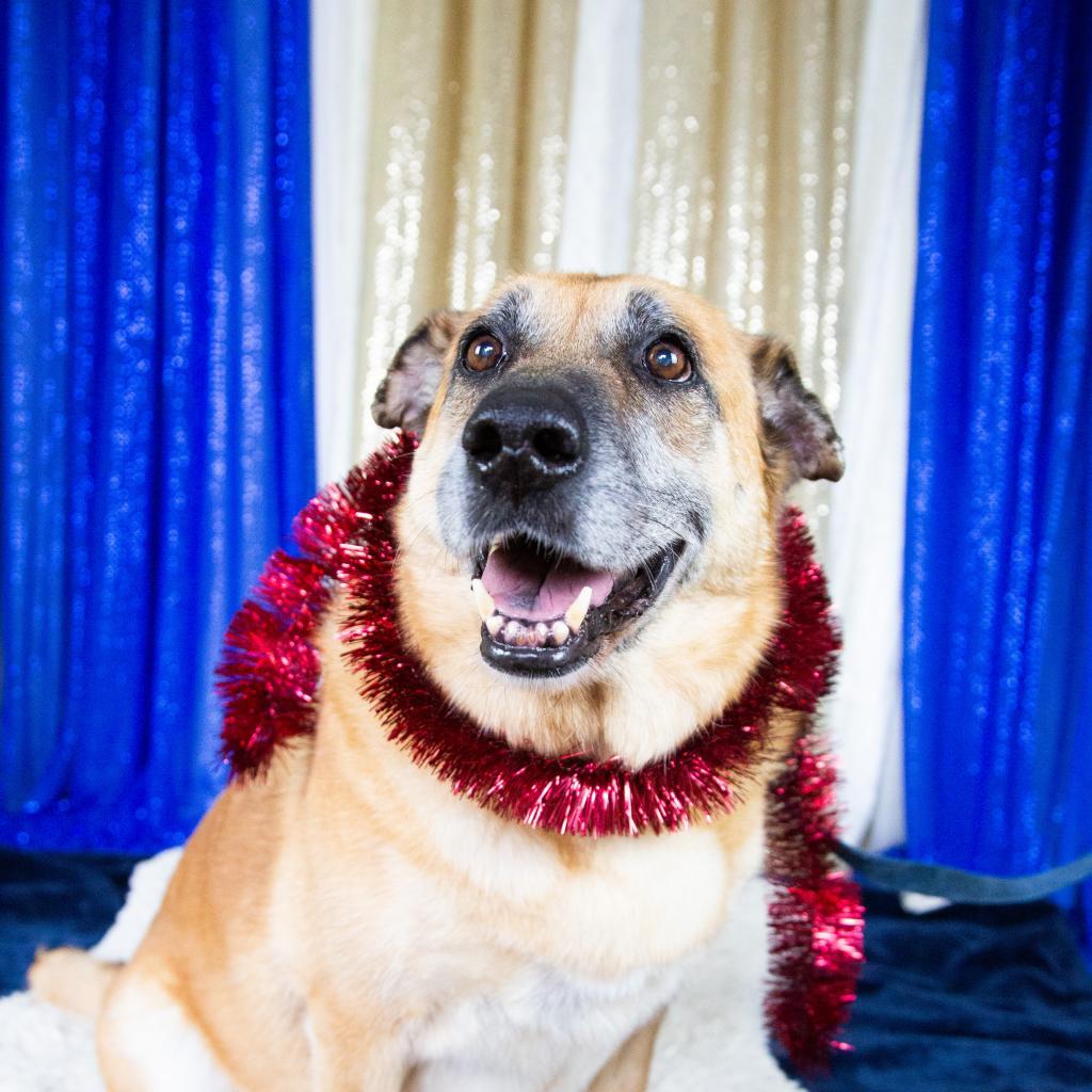 Sophie, an adoptable Mixed Breed in Fort Bragg, CA, 95437 | Photo Image 3