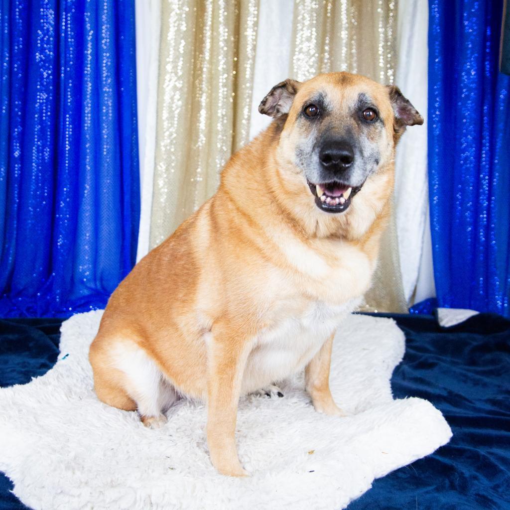 Sophie, an adoptable Mixed Breed in Fort Bragg, CA, 95437 | Photo Image 4