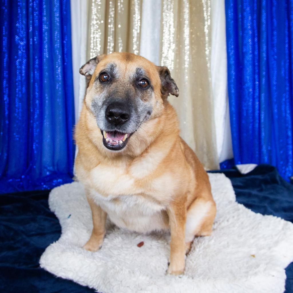 Sophie, an adoptable Mixed Breed in Fort Bragg, CA, 95437 | Photo Image 6