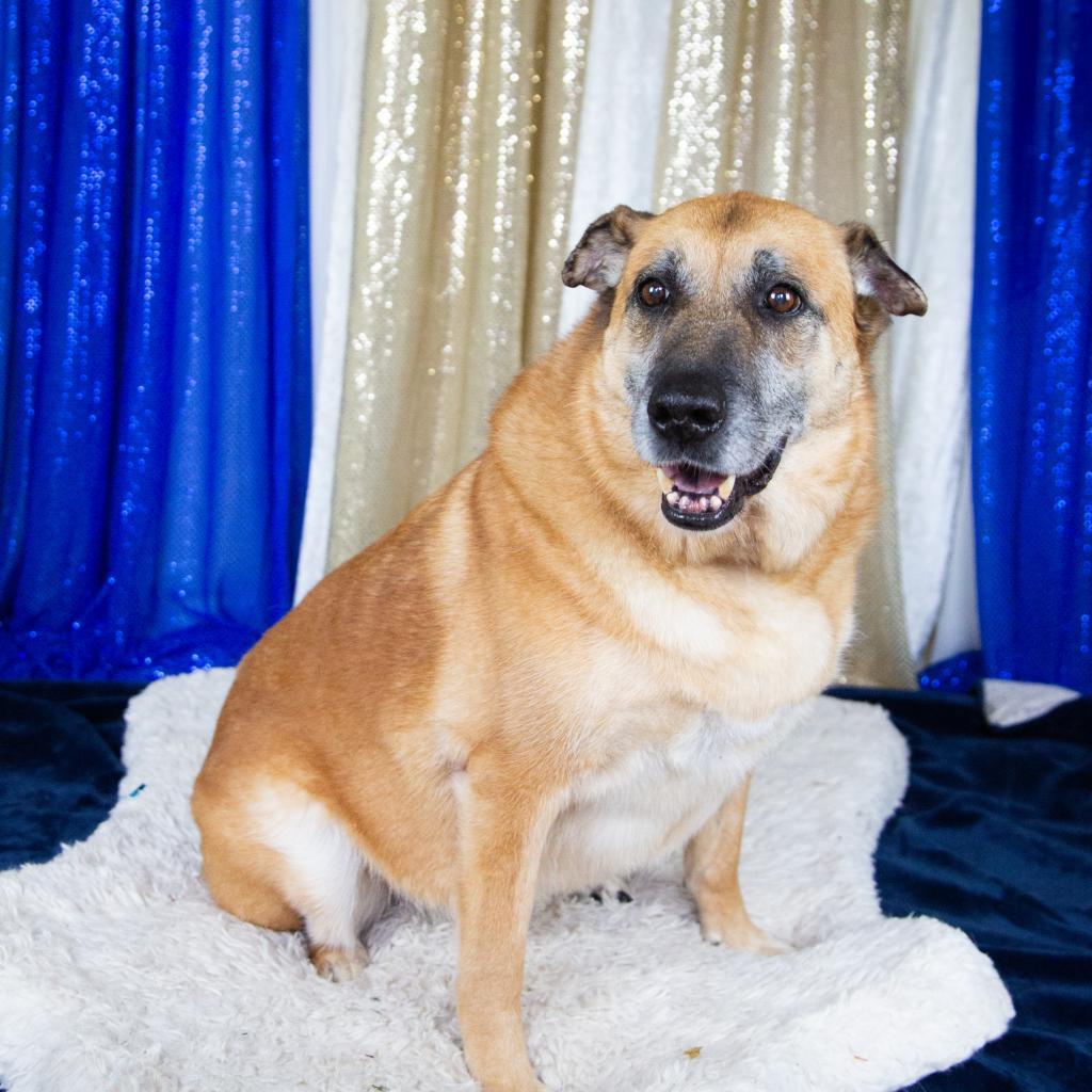 Sophie, an adoptable Mixed Breed in Fort Bragg, CA, 95437 | Photo Image 6