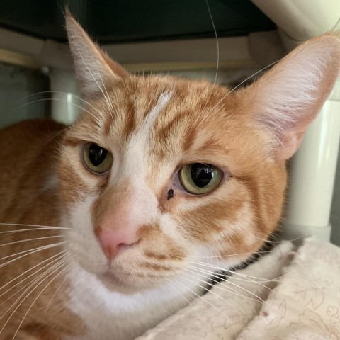 Tommy, an adoptable Domestic Short Hair in Fort Bragg, CA, 95437 | Photo Image 1