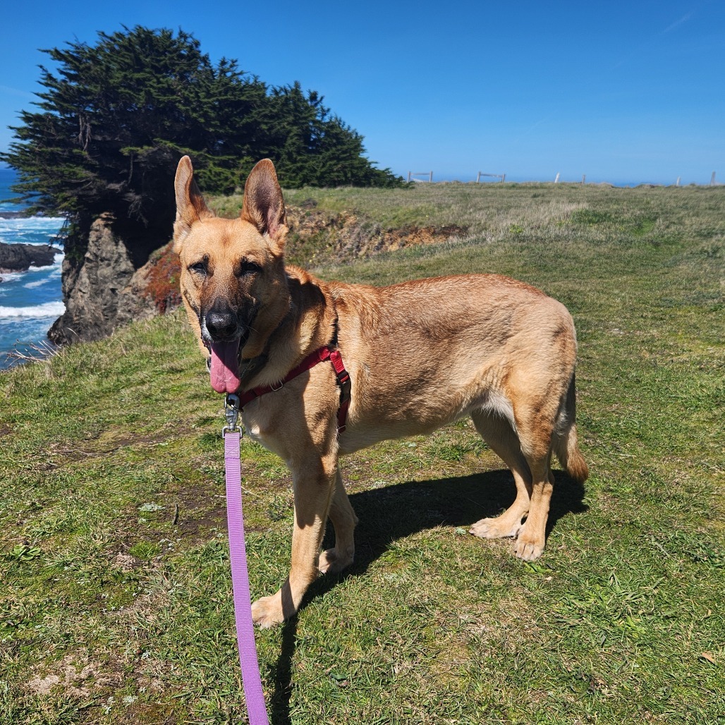 Annie, an adoptable Mixed Breed in Fort Bragg, CA, 95437 | Photo Image 1