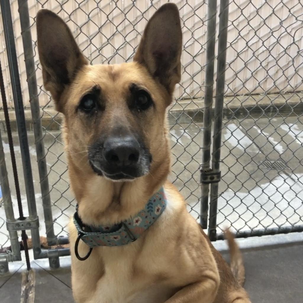 Annie, an adoptable Mixed Breed in Fort Bragg, CA, 95437 | Photo Image 3