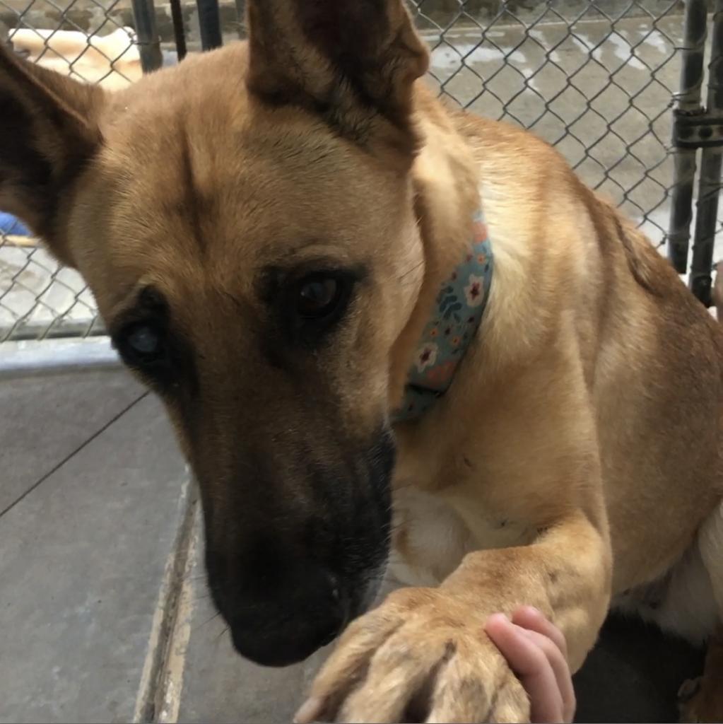 Annie, an adoptable Mixed Breed in Fort Bragg, CA, 95437 | Photo Image 4