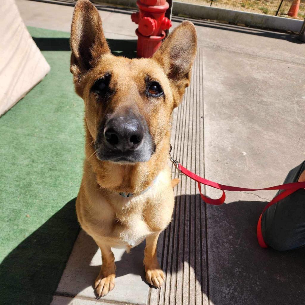Annie, an adoptable Mixed Breed in Fort Bragg, CA, 95437 | Photo Image 5