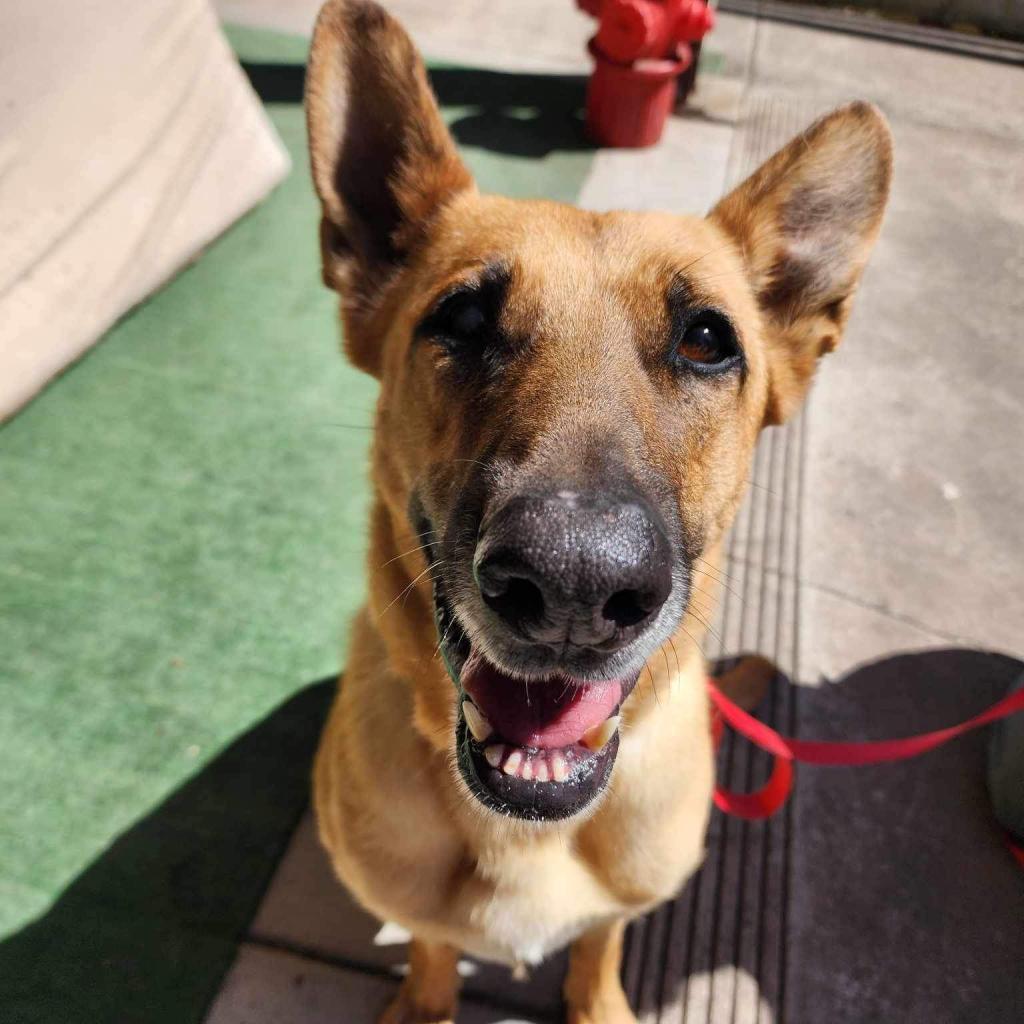 Annie, an adoptable Mixed Breed in Fort Bragg, CA, 95437 | Photo Image 6