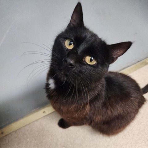 Coco, an adoptable Domestic Short Hair in Fort Bragg, CA, 95437 | Photo Image 1