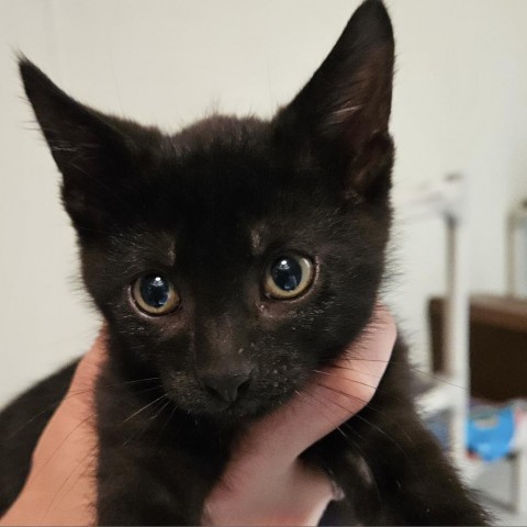 Marvin, an adoptable Domestic Short Hair in Fort Bragg, CA, 95437 | Photo Image 1