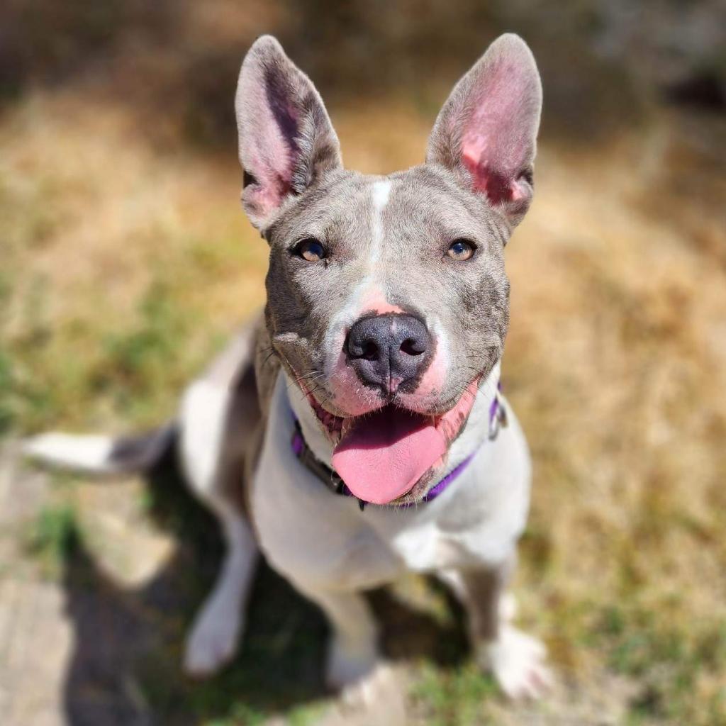 Roo
