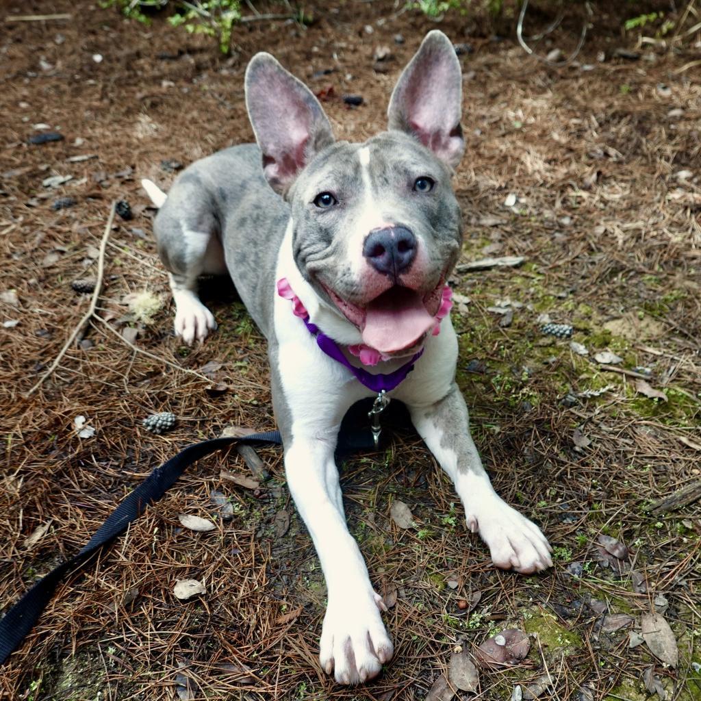 Roo, an adoptable Mixed Breed in Fort Bragg, CA, 95437 | Photo Image 2