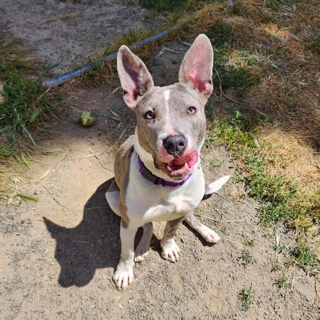 Roo