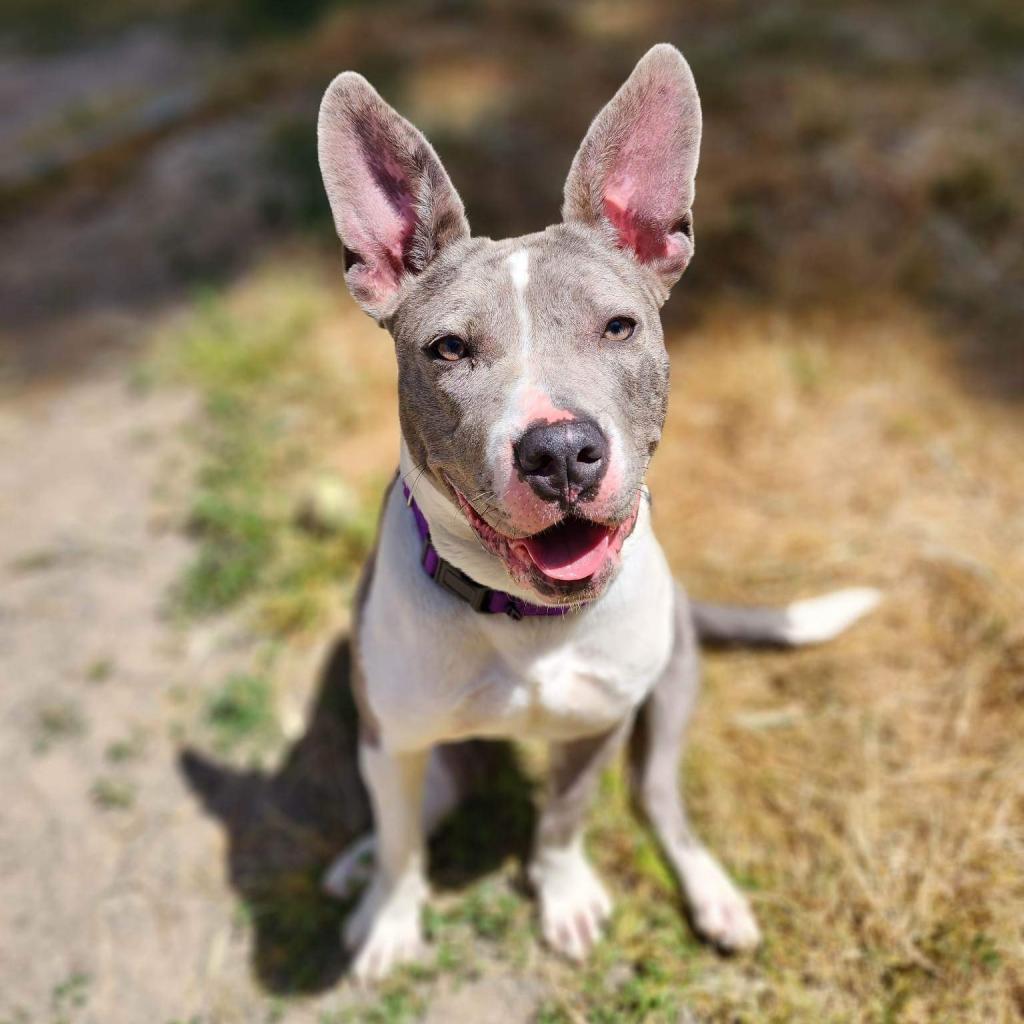 Roo