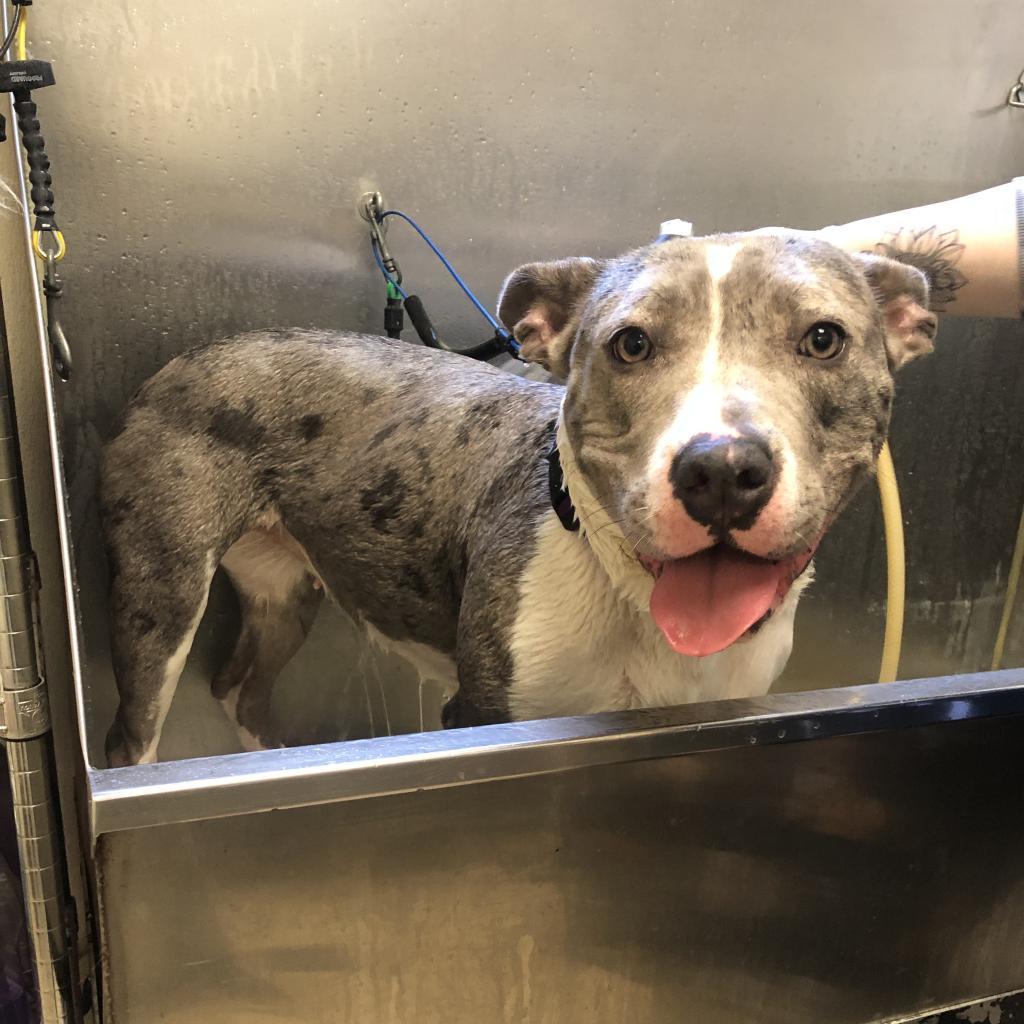 Roo, an adoptable Mixed Breed in Fort Bragg, CA, 95437 | Photo Image 5