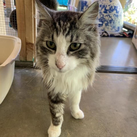 Southwest, an adoptable Domestic Medium Hair in Fort Bragg, CA, 95437 | Photo Image 1