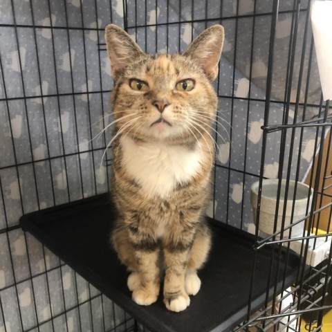 Asia, an adoptable Domestic Short Hair in Fort Bragg, CA, 95437 | Photo Image 1