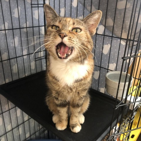 Asia, an adoptable Domestic Short Hair in Fort Bragg, CA, 95437 | Photo Image 2