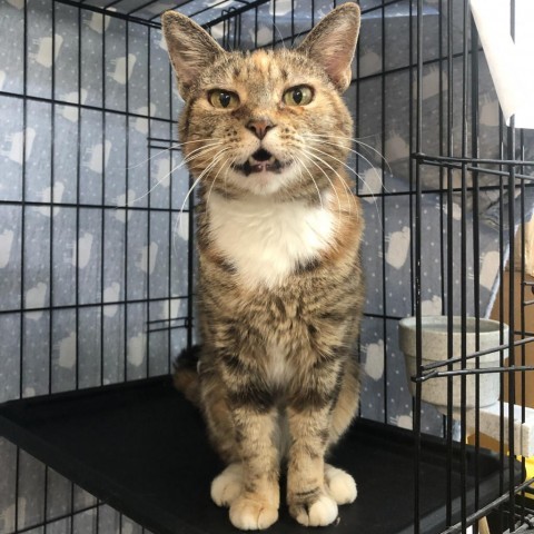 Asia, an adoptable Domestic Short Hair in Fort Bragg, CA, 95437 | Photo Image 3