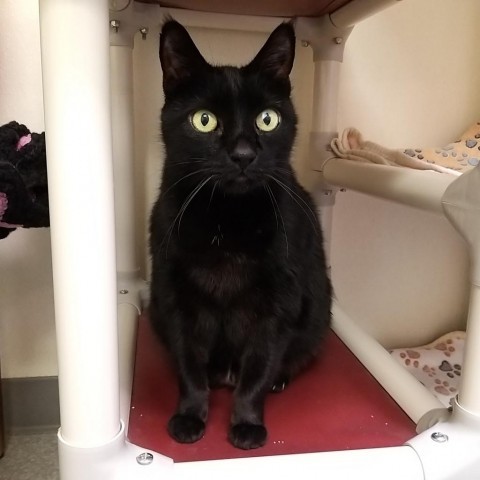 Magic, an adoptable Domestic Short Hair in Fort Bragg, CA, 95437 | Photo Image 1