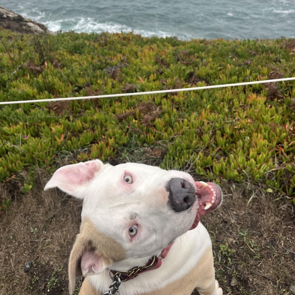 Stevie, an adoptable Mixed Breed in Fort Bragg, CA, 95437 | Photo Image 1