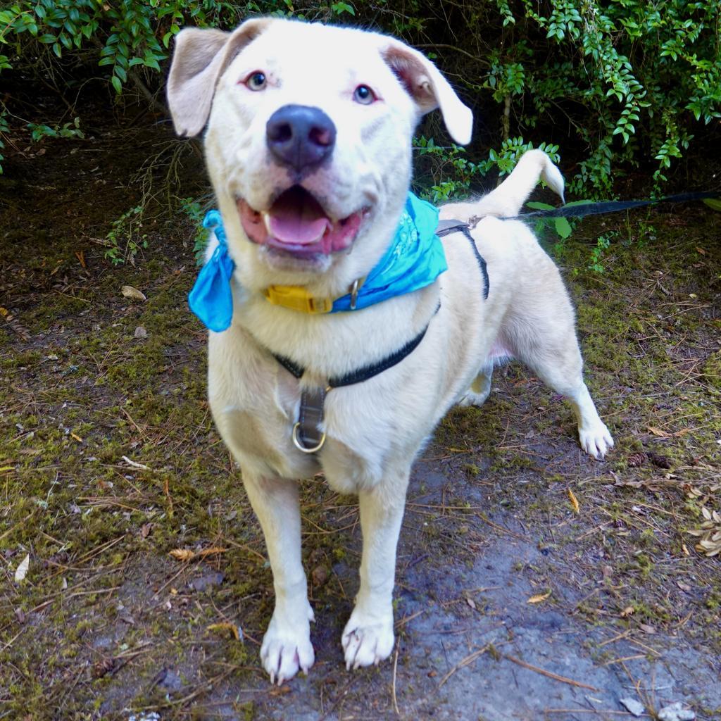 Stevie, an adoptable Mixed Breed in Fort Bragg, CA, 95437 | Photo Image 1