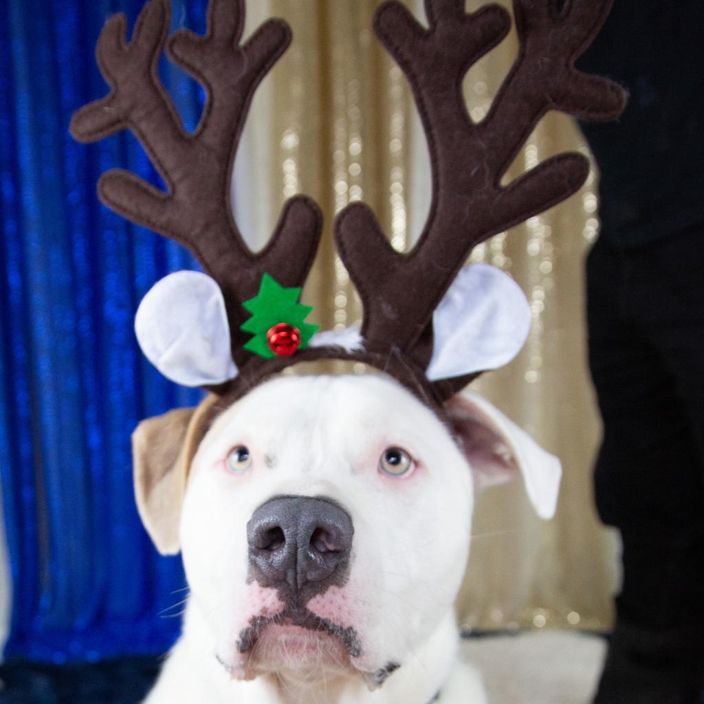 Stevie, an adoptable Mixed Breed in Fort Bragg, CA, 95437 | Photo Image 2