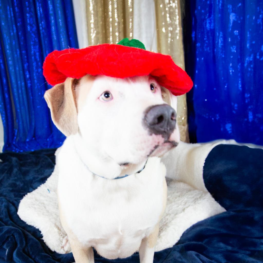 Stevie, an adoptable Mixed Breed in Fort Bragg, CA, 95437 | Photo Image 3