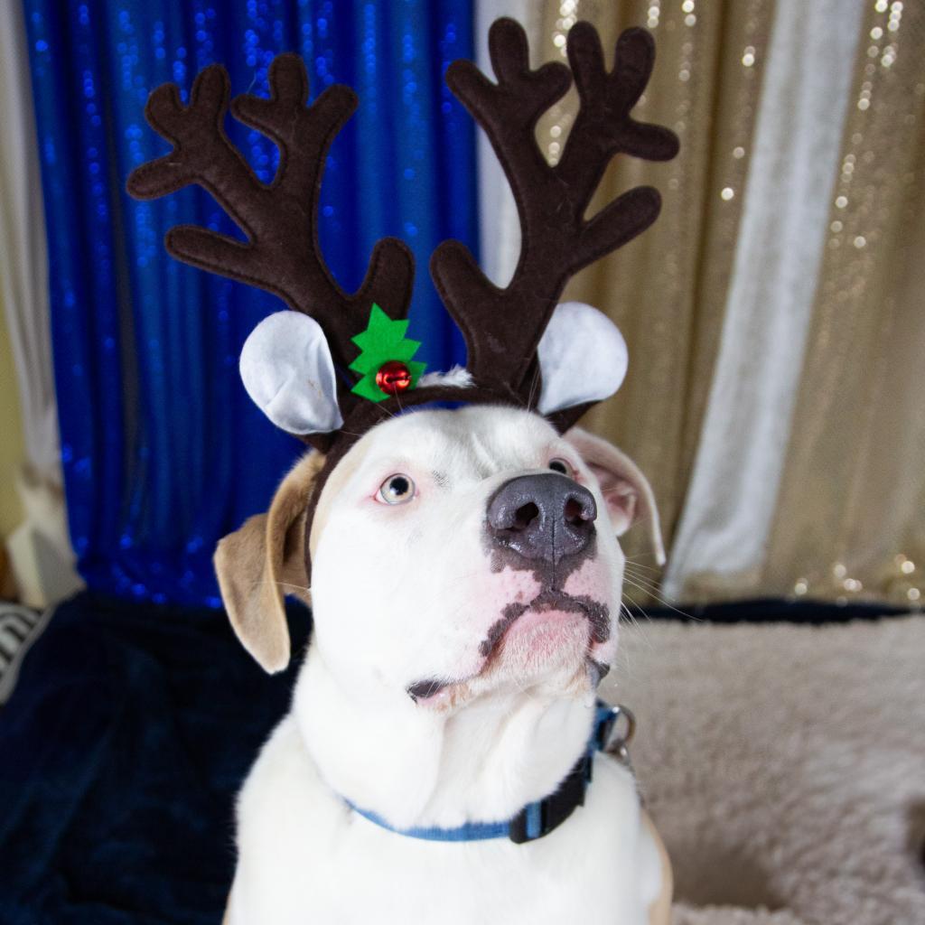 Stevie, an adoptable Mixed Breed in Fort Bragg, CA, 95437 | Photo Image 3