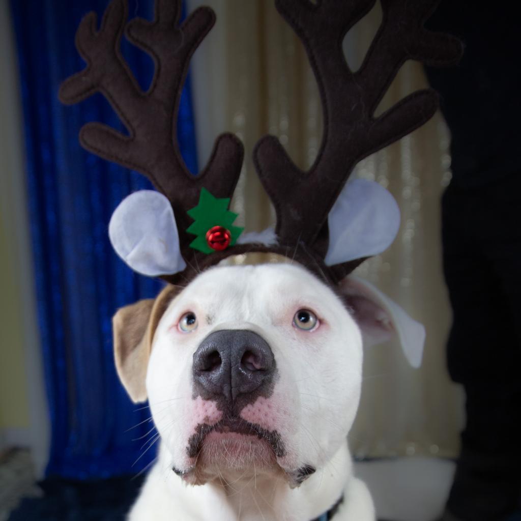 Stevie, an adoptable Mixed Breed in Fort Bragg, CA, 95437 | Photo Image 4
