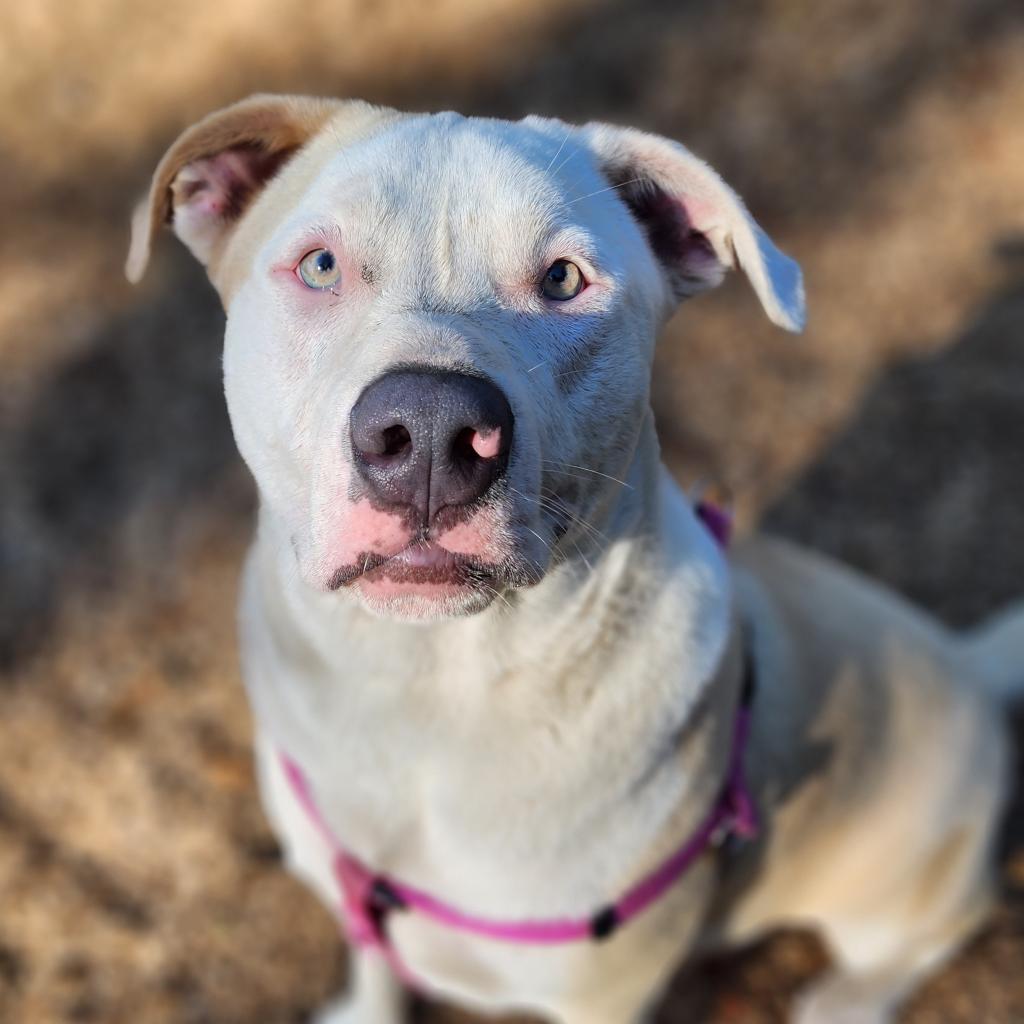 Stevie, an adoptable Mixed Breed in Fort Bragg, CA, 95437 | Photo Image 6