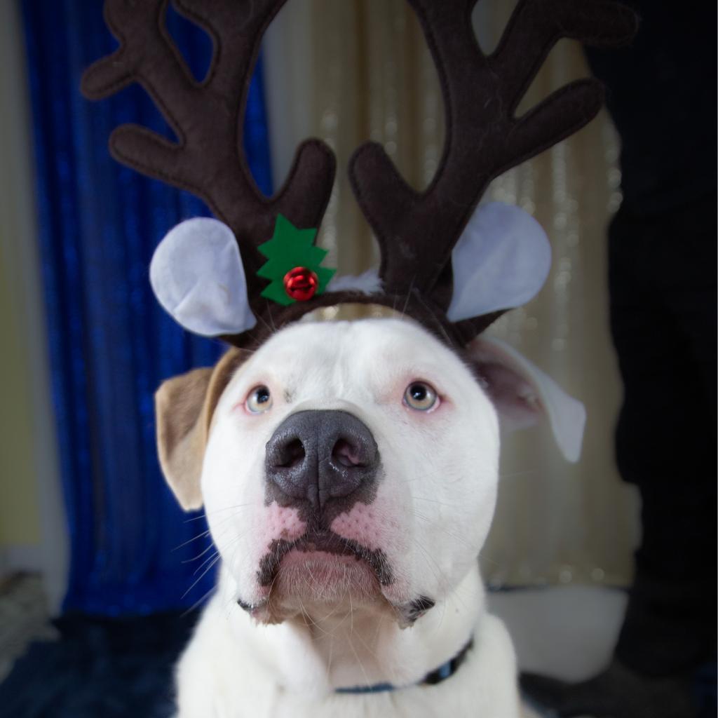 Stevie, an adoptable Mixed Breed in Fort Bragg, CA, 95437 | Photo Image 6