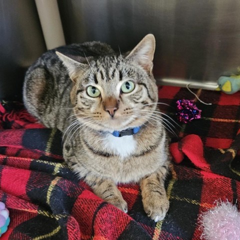 Reginald, an adoptable Domestic Short Hair in Fort Bragg, CA, 95437 | Photo Image 1