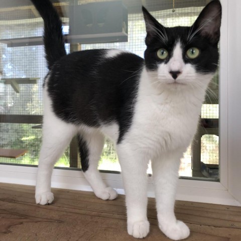 Nic Nic, an adoptable Domestic Short Hair in Fort Bragg, CA, 95437 | Photo Image 2