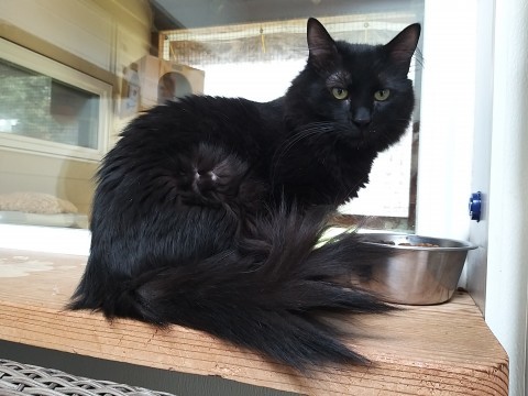 MeeShu, an adoptable Domestic Medium Hair in Fort Bragg, CA, 95437 | Photo Image 1