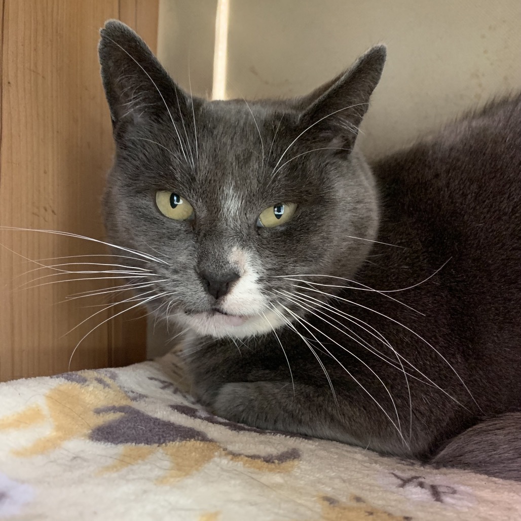 Hemi, an adoptable Domestic Short Hair in Fort Bragg, CA, 95437 | Photo Image 1