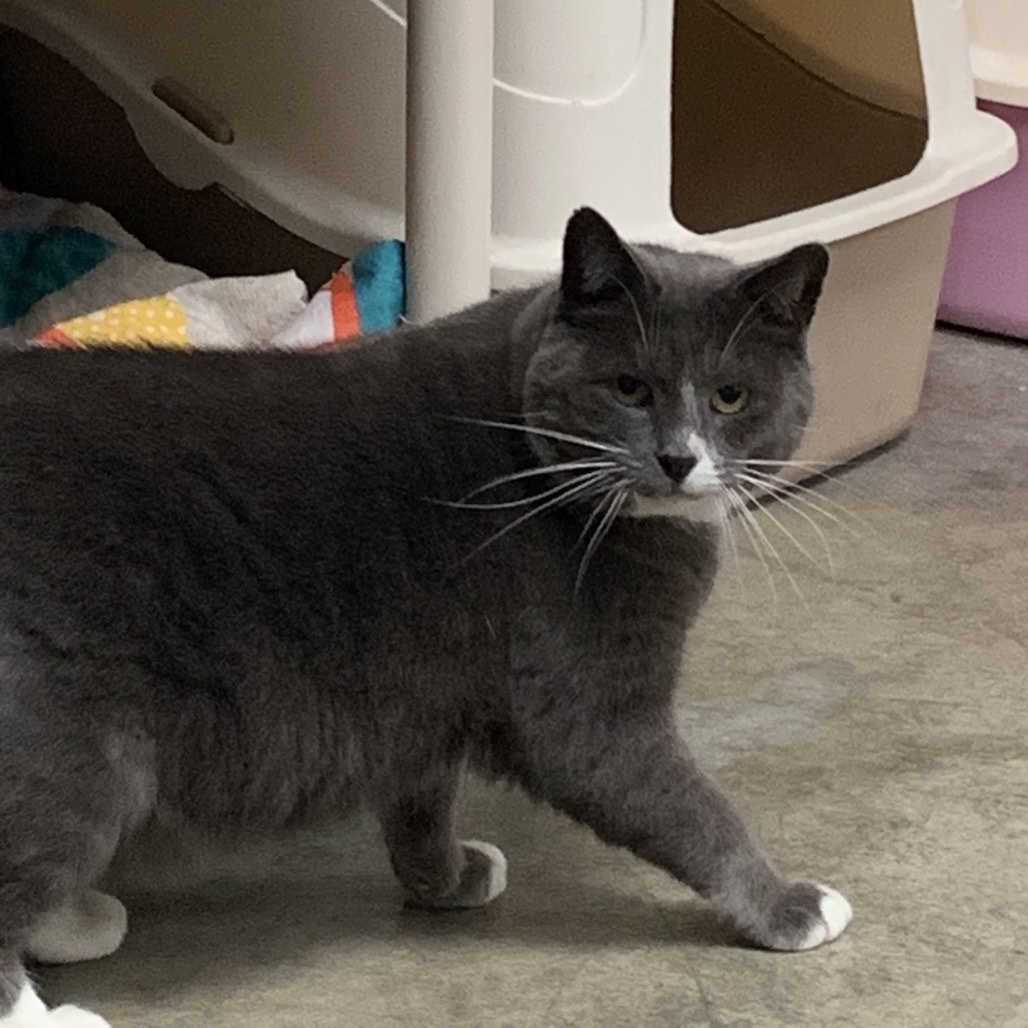 Hemi, an adoptable Domestic Short Hair in Fort Bragg, CA, 95437 | Photo Image 2