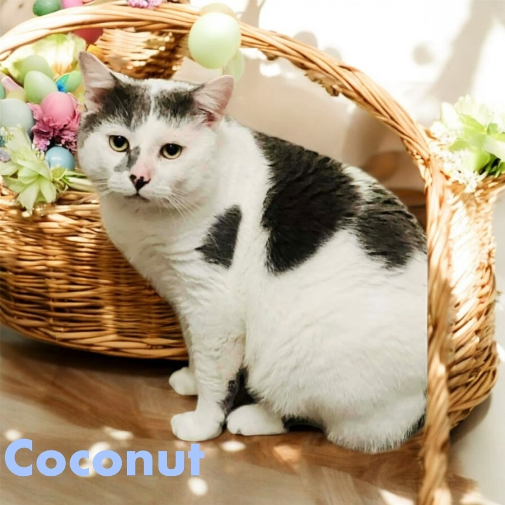 Coconut, an adoptable Manx, Domestic Short Hair in Plymouth, MN, 55447 | Photo Image 1
