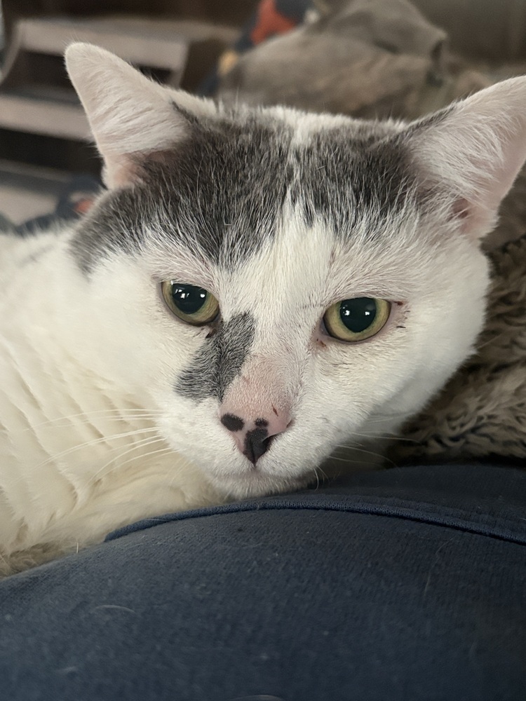 Coconut, an adoptable Manx, Domestic Short Hair in Plymouth, MN, 55447 | Photo Image 1