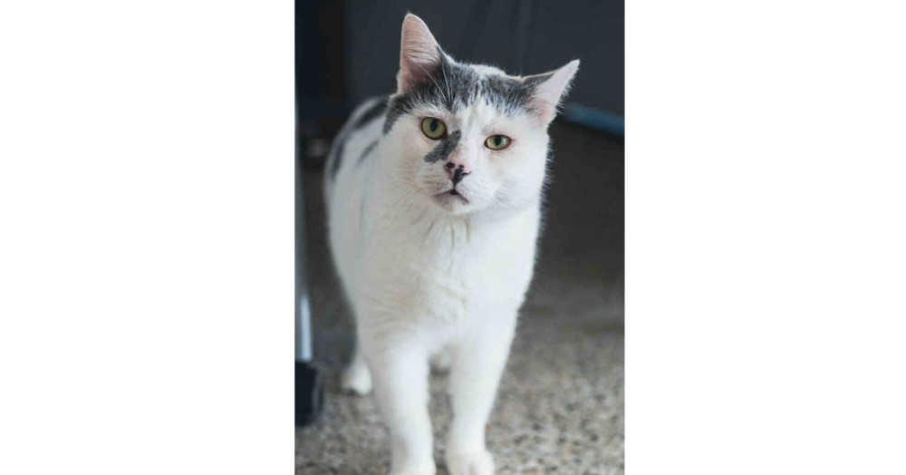 Coconut ~Adoption Center Cat~, an adoptable Manx, Domestic Short Hair in Plymouth, MN, 55447 | Photo Image 1