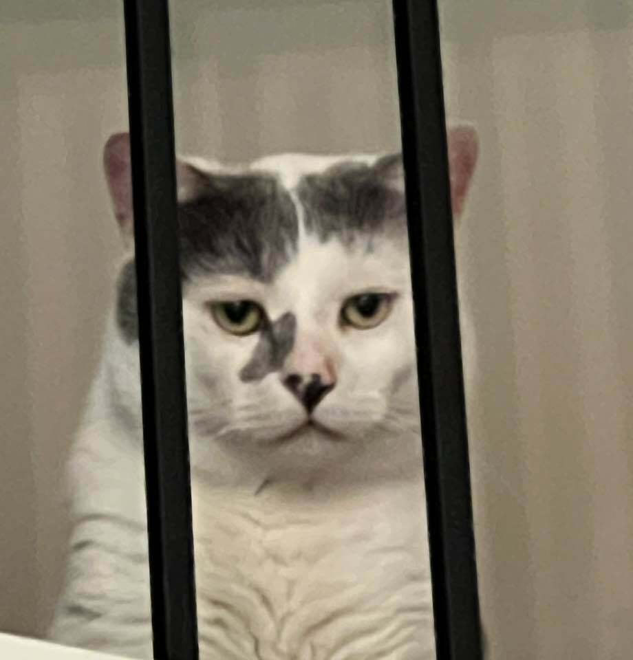 Coconut, an adoptable Manx, Domestic Short Hair in Plymouth, MN, 55447 | Photo Image 2