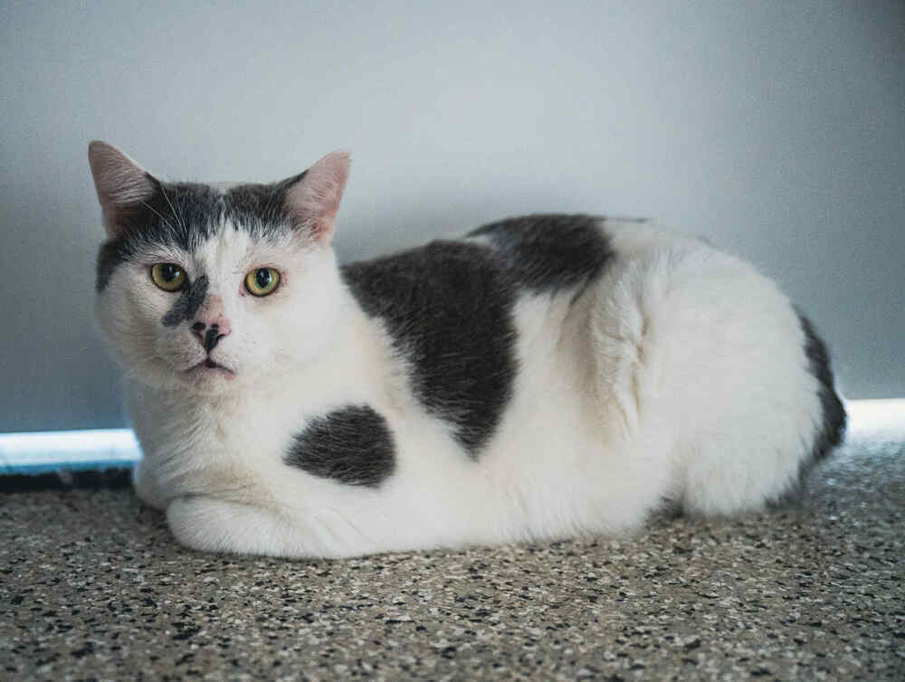 Coconut ~Adoption Center Cat~, an adoptable Manx, Domestic Short Hair in Plymouth, MN, 55447 | Photo Image 2