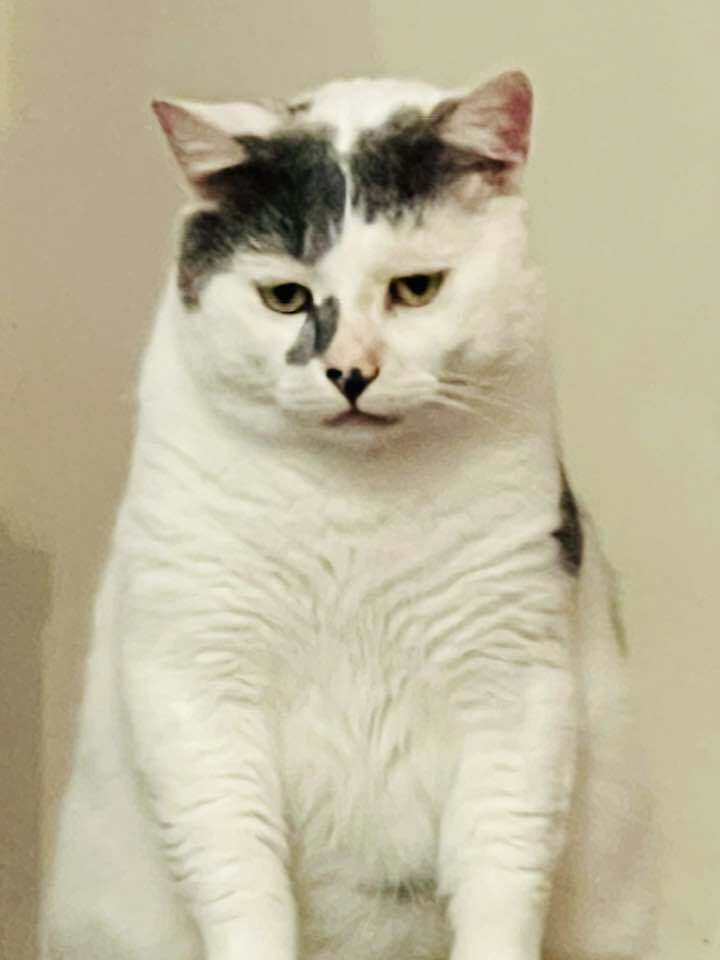 Coconut, an adoptable Manx, Domestic Short Hair in Plymouth, MN, 55447 | Photo Image 3