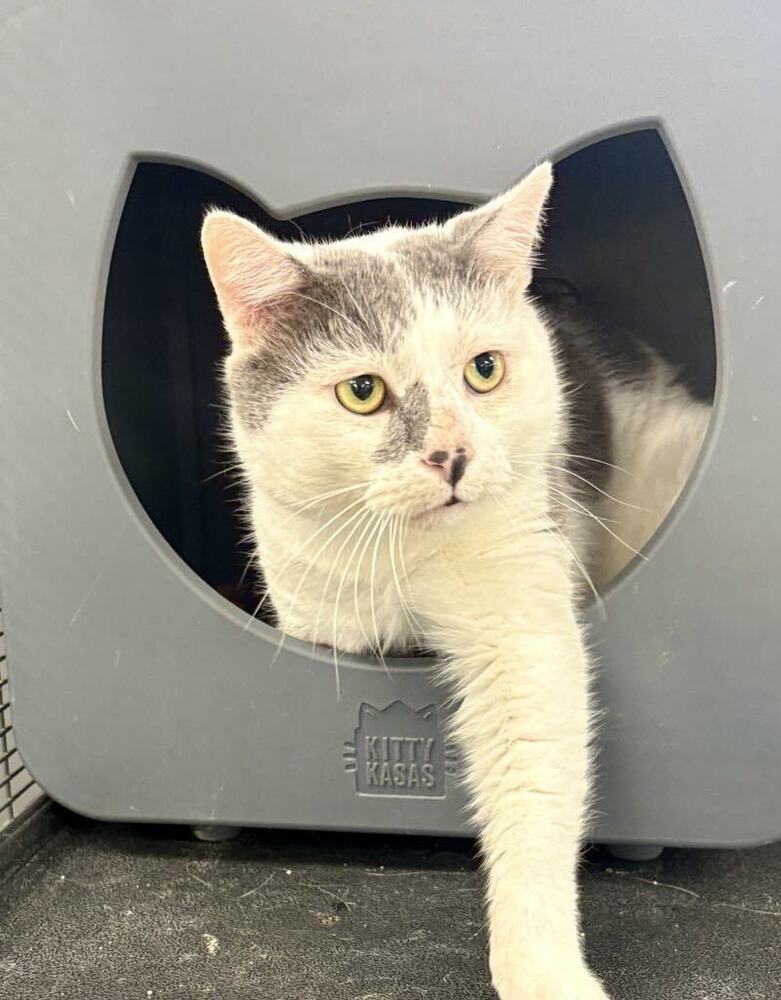Coconut ~Adoption Center Cat~, an adoptable Manx, Domestic Short Hair in Plymouth, MN, 55447 | Photo Image 3