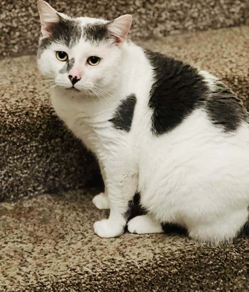 Coconut, an adoptable Manx, Domestic Short Hair in Plymouth, MN, 55447 | Photo Image 4